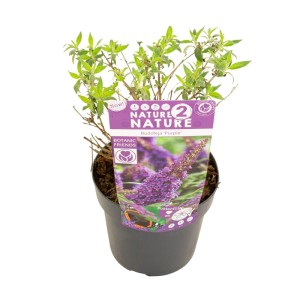 Krzewy ogrodowe Nature mix don. 19 cm