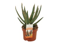 Aloes (Aloe) zebrina Dannyz - don. 10,5 cm