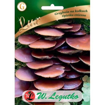 Grzybnia opieńka zmienna na kołkach 20 nasion