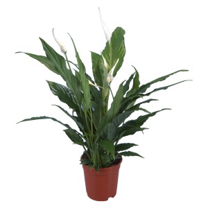 Skrzydłokwiat w doniczce, ok. 13 cm Ø, z zielonymi liśćmi i białymi kwiatami.