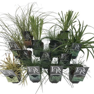 Różne trawy ozdobne t.b.t. w doniczkach, idealne jako rośliny doniczkowe.