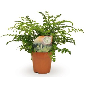 Paproć Zanokcica (Asplenium "Parvati") don. 12 cm