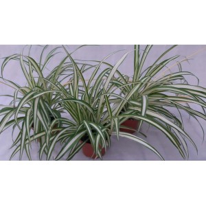 Zielona roślina doniczkowa t.b.t. z długimi, paskowanymi liśćmi w doniczce.