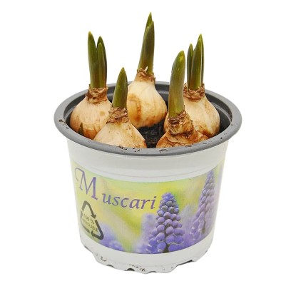 Szafirek (Muscari sp.) - don. 9 cm
