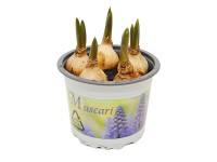 Szafirek (Muscari sp.) - don. 9 cm