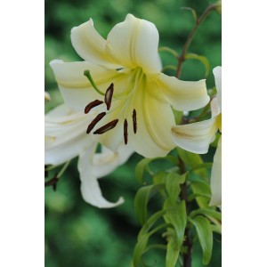 Zbliżenie jasnożółtego kwiatu lilii. Cebulki kwiatowe.