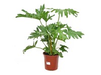 Filodendron (Philodendron Selloum) -  wys. 80-90 cm