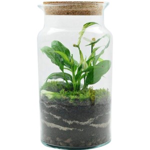 4Flower Skrzydłokwiat w zamkniętym słoju 28 cm mix
