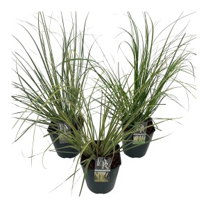 Trzy doniczki z trawą pampasową t.b.t., zielone i białe źdźbła.