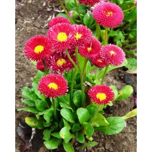 Czerwone stokrotki (Bellis perennis) z żółtym środkiem na rabacie.