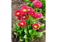 Stokrotka wiosenna (Bellis sp.)