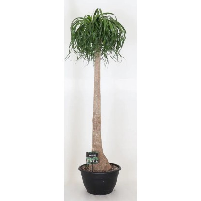 Nolina (Beaucarnea Recurvata) - wys. 180 cm, don. 40 cm