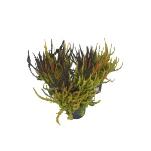 Wielobarwny wrzos t.b.t. w doniczce, widok szczegółowy.
