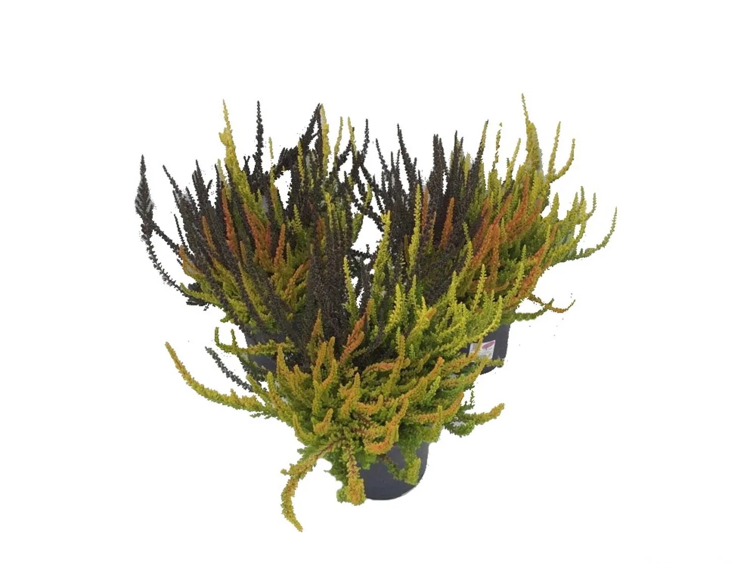 Calluna Sunset Fire Trio Girls don. 17 cm