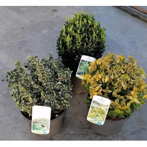 Trzy różne, kolorowe rośliny Trzmielina pnąca w doniczkach.