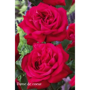 Zbliżenie czerwonej róży rabatowej 'Dame de Coeur' z rozwiniętymi kwiatami.