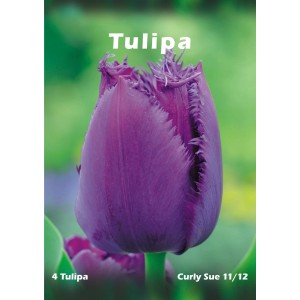 Zbliżenie fioletowego tulipana 'Curly Sue'. Idealny do ogrodu. Kategoria: Cebulki kwiatowe.