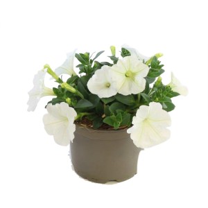 Rośliny rabatowe White mix don. 12 cm
