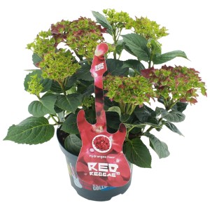 Hortensja ogrodowa (Hydrangea macrophylla Music Collection) don. 20 cm