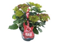 Hortensja ogrodowa (Hydrangea macrophylla Music Collection) don. 20 cm