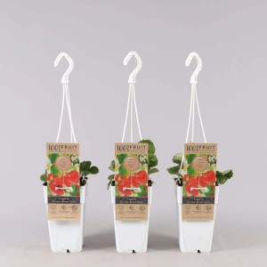 Trzy sadzonki truskawek t.b.t. w białych wiszących doniczkach na balkon i taras.