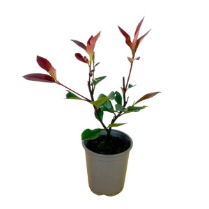 Głogownik Frasera (Photinia x fraseri) don. 0,5 l