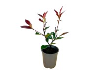 Głogownik Frasera (Photinia x fraseri) don. 0,5 l