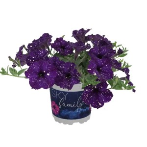 Petunia 'Sky Family' w doniczce, ciemnofioletowe kwiaty z białymi plamkami.