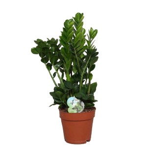 Zamioculcas Midori don. 19 cm