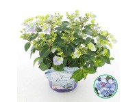 Hortensja (Hydrangea hybrid French Bolero Blue) - don. 20 cm