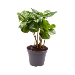 Roślina doniczkowa t.b.t. z błyszczącymi, zielonymi liśćmi.