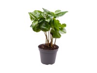 Kawa arabica (Coffea Arabica)