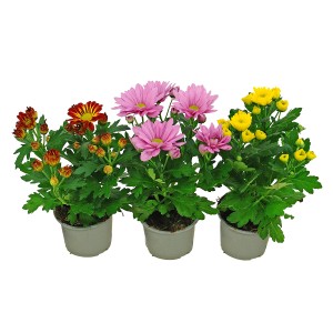 Chryzantema Time (Chrysanthemum sp.) don.10,5cm