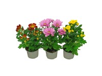 Chryzantema Time (Chrysanthemum sp.) don.10,5cm