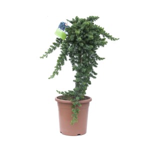 Cyprysik Leylanda 'Gold Rider' w doniczce, wys. ok. 80 cm, idealny do formowania.