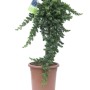 Cyprysik Leylanda 'Gold Rider' w doniczce, wys. ok. 80 cm, idealny do formowania.