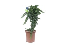 Jałowiec drzewko mix wys. 60-70 cm don. 9l