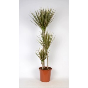 Dracena (smocze drzewo) w doniczce, roślina doniczkowa o smukłych, zielonych liściach.