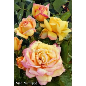 Żółto-różowa róża rabatowa z kwiatami w różnych stadiach wzrostu.