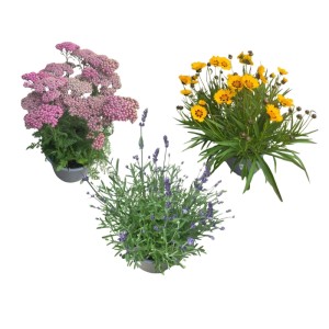 Byliny mix don. 19 cm