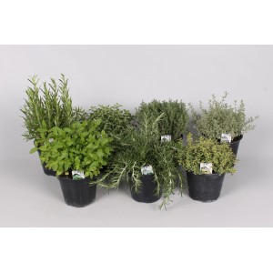 Różne zioła kulinarne w doniczkach, np. rozmaryn, tymian i mięta.