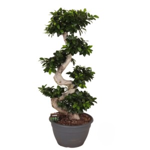 Fikus tępy (Ficus microcarpa) wys. 110 cm, don. 35 cm