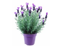 Lawenda wielkokwiatowa Anouk (Lavandula sp.) - don. 10,5 cm