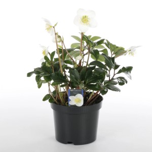 t.b.t. w doniczce z białymi kwiatami, roślina kwitnąca do domu i ogrodu.