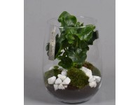 Roślina pokojowa w szklanej osłonce, wys.45 cm, średnica osłonki 24 cm