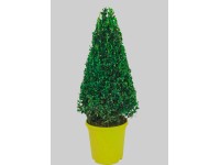 Bukszpan wieczniezielony stożek wys. 50cm (Buxus sempervirens)