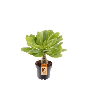 Palma hawajska (Brighamia insignis) don. 12 cm