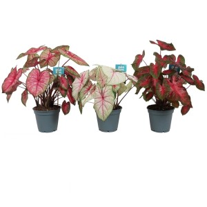Trzy rośliny t.b.t. (Rośliny kwitnące) w doniczkach z liśćmi w odcieniach czerwieni, bieli i zieleni.