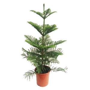 Araukaria (Araucaria Hetero phylla) - don. 21 cm