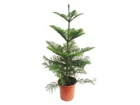 Araukaria (Araucaria Hetero phylla) - don. 21 cm